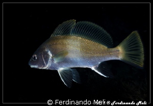 Sciaena umbra in the night. by Ferdinando Meli 